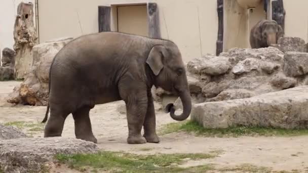 Elefante Asiatico Asiatico Elephas Maximus Unica Specie Vivente Del Genere — Video Stock