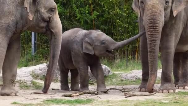 Elefante Asiático Asiático Elephas Maximus Única Espécie Viva Gênero Elephas — Vídeo de Stock