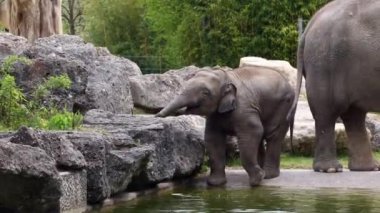 Asya ya da Asya fili Elephas maximus, Elephas cinsinin yaşayan tek türüdür ve Güneydoğu Asya 'da Hindistan ve Nepal' den doğuda Borneo 'ya kadar yayılır..