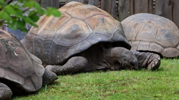 Aldabra Jätte Sköldpadda Aldabrachelys Gigantea Curieuse Platsen För Framgångsrik Vilda — Stockvideo