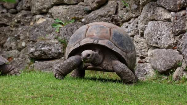 Aldabra Giant Tortoise Aldabrachelys Gigantea Curieuse Island Site Successful Wild — Stock Video