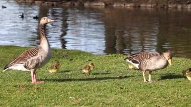 Küçük bebekleri olan gri lag kazları ailesi. Gri-lag kaz, Anser anser, Anatidae familyasından bir kaz türü.
