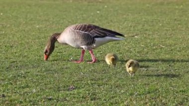 Küçük bebekleri olan gri lag kazları ailesi. Gri-lag kaz, Anser anser, Anatidae familyasından bir kaz türü.