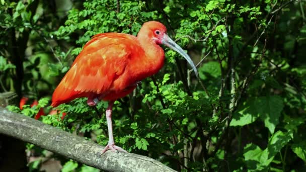 Scarlet Ibis Eudocimus Ruber Pták Čeledi Threskiornithidae Obdivovaný Načervenalým Zbarvením — Stock video