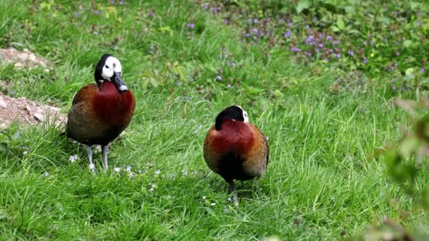 Anatra Fischiante Dalla Faccia Bianca Dendrocygna Viduata Uccello Rumoroso Con — Video Stock