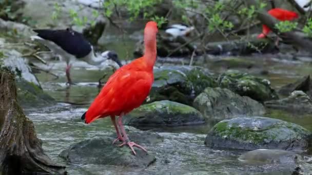 Scarlet Ibis Eudocimus Ruber Fågel Familjen Threskiornithidae Beundrad Rödaktig Färgning — Stockvideo