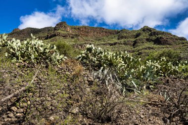 Barranco de Guayadeque 'den Caldera de los Marteles' e yürüyüş, altında kuru tarlalar bulunan volkanik bir alan, Gran Canaria, Kanarya Adası, İspanya, Avrupa