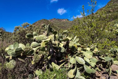 Barranco de Guayadeque 'den Caldera de los Marteles' e yürüyüş, altında kuru tarlalar bulunan volkanik bir alan, Gran Canaria, Kanarya Adası, İspanya, Avrupa