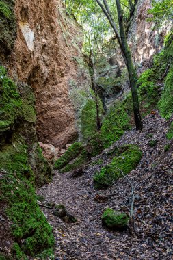 Finca de Osorio Botanik Parkı 'nda, İspanya' daki Gran Canaria Adası yakınlarındaki çiçek ve ağaçlar.