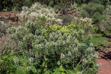 Barranco de los Cernicalos 'un küçük su akıntısı boyunca uzanan Lush arazisinden geçen patika. Gran Kanaryası, Kanarya Adaları, İspanya
