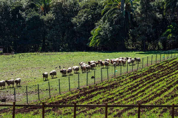 Овцы Парке Финка Осорио Недалеко Терора Остров Гран Канария Испании — стоковое фото