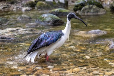 Saman boyunlu Ibis, Threskiornis spinicollis, Threskiornithidae familyasından bir kuş türü..
