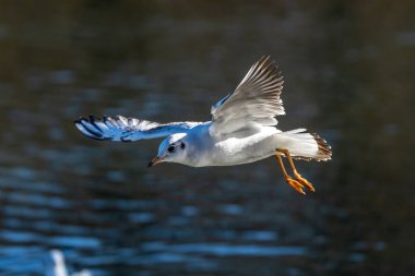 Avrupa ringa martı, Larus argentatus büyük bir martıdır, Batı Avrupa kıyıları boyunca en çok bilinen martılardan biridir.