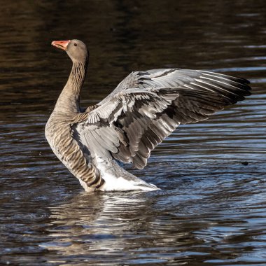 Anser anser, Anatidae familyasından Anatidae familyasından bir kaz türü..