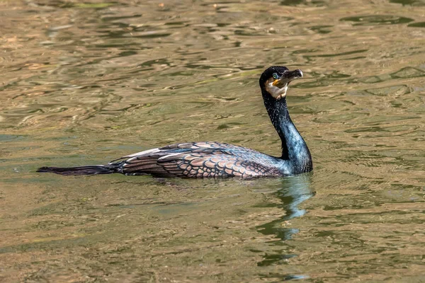 Grande Cormorano Phalacrocorax Carbo Conosciuto Come Grande Cormorano Nero Attraverso — Foto Stock