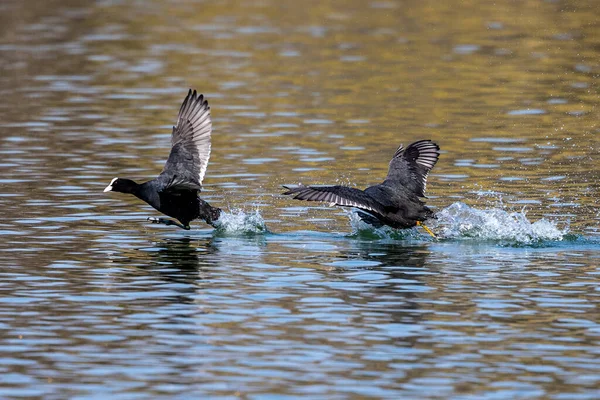 Avrasyalı ördek, Fulica atra suda koşarak birbirlerini kovalıyorlar. Avustralya ördeği olarak da bilinir, Rallidae familyasının bir üyesidir..
