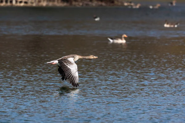 Greylag Goose Anser Anser Anatidae Vízimadarak Családjába Tartozó Nagy Libafajok — Stock Fotó