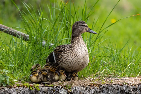 Wildente Oder Stockente Familie Anas Platyrhynchos Mit Jungen Gösslingen Einem — Stockfoto