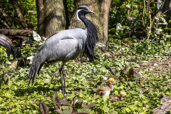 Demokiselle Crane 'in ailesi, Anthropoides Başak' ı gün boyunca açık yeşil bir çayırda yaşıyor. Orta Avrupa 'da bulunan bir turna türüdür.
