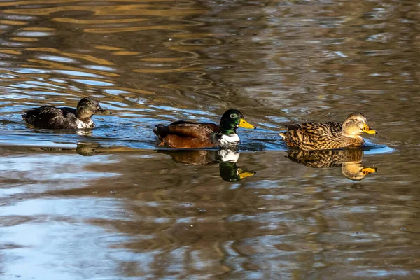 Yaban ördeği, Anas Platyrhynchos bir amatör ördektir. Burada bir gölde yüzüyorum.