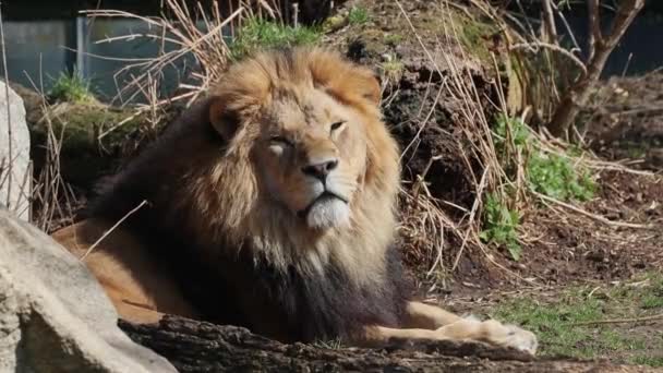Aslan Panthera Leo Panthera Cinsindeki Dört Büyük Kediden Biridir Felidae — Stok video