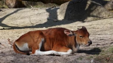 Banteng, Bos javanicus veya Red Bull. Vahşi bir sığır türüdür ama sığır ve bizondan farklı kilit özellikler vardır: hem erkek hem de dişilerde beyaz bir şerit..