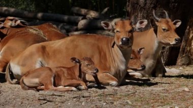 Banteng, Bos javanicus veya Red Bull. Vahşi bir sığır türüdür ama sığır ve bizondan farklı kilit özellikler vardır: hem erkek hem de dişilerde beyaz bir şerit..