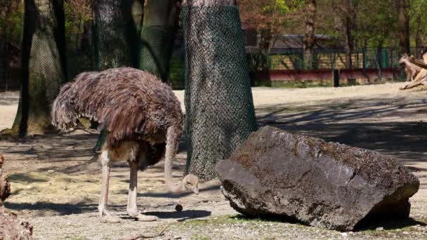 Běžný Pštros Struthio Camelus Nebo Prostě Pštros Druh Velkého Bezletého — Stock video