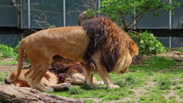 Лев Panthera Leo Является Одним Четырех Больших Кошек Роде Panthera — стоковое видео