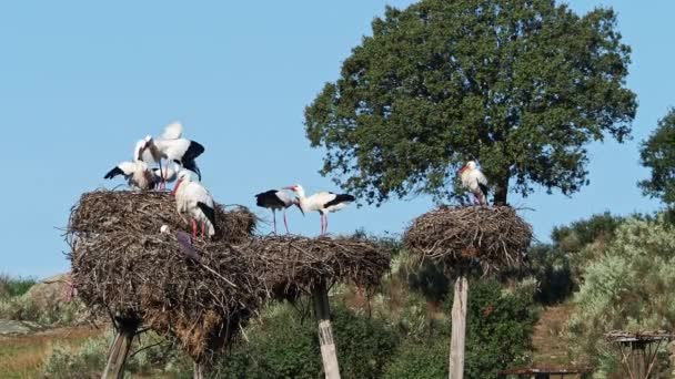 Αποικία Ciconia Ciconia Storks Προστατευόμενη Περιοχή Στο Φυσικό Μνημείο Los — Αρχείο Βίντεο