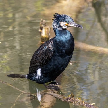 Kuzey yarımküre boyunca büyük siyah karabatak olarak bilinen büyük karabatak, Avustralya 'daki siyah karabatak ve Yeni Zelanda' nın daha güneyindeki siyah karabatak