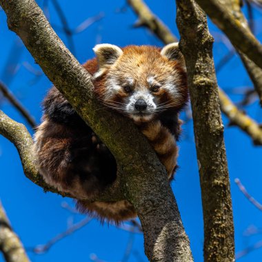 Kırmızı panda, Ailurus fulgens, daha küçük panda ve kırmızı kedi ayı olarak da bilinir..
