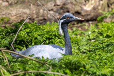 Demokiselle Crane ve Anthropoides başak kuşları gün boyunca açık yeşil çayırlarda yaşarlar. Orta Avrupa 'da bulunan bir turna türüdür.