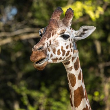 Zürafa, Giraffa camelopardalis, Afrika 'da yaşayan tek ayak parmaklı tek parmaklı, yaşayan en uzun canlı hayvan türüdür..