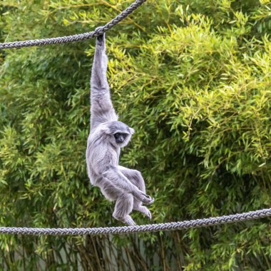 Gümüş maymunu, Hyloates Moloch. Gümüş renkli şebek, en çok tehdit edilen türler arasında yer alıyor..