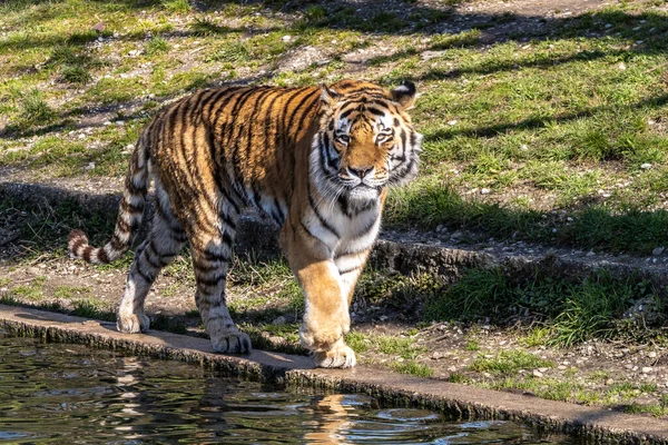 Siberische Tijger Panthera Tigris Altaica Grootste Kat Ter Wereld — Stockfoto