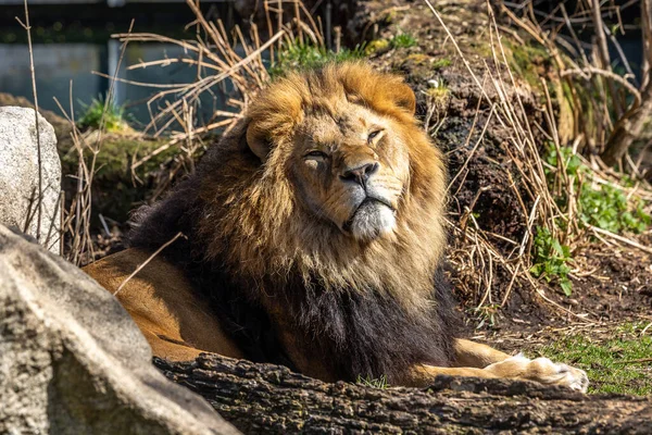 Panthera Leo Uno Los Cuatro Grandes Felinos Del Género Panthera —  Fotos de Stock