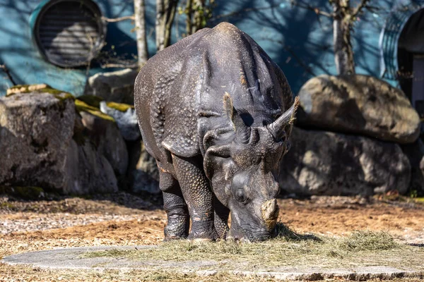 The Indian Rhinoceros, Rhinoceros unicornis is also called Greater One-horned Rhinoceros and Asian One-horned Rhinoceros and belongs to the Rhinocerotidae family.