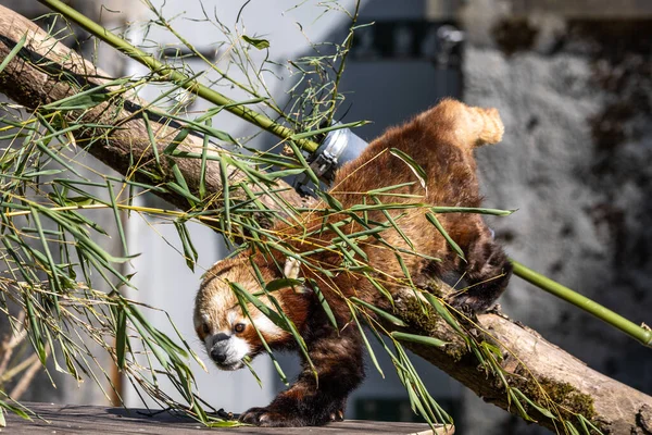 Panda Vermelho Ailurus Fulgens Também Chamado Panda Menor Gato Urso — Fotografia de Stock