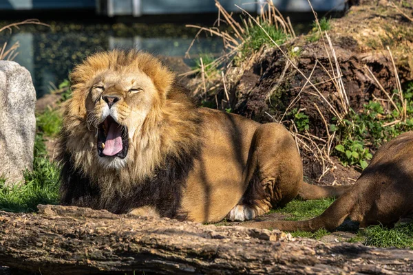 Panthera Leo Panthera 고양이 하나이며 Felidae — 스톡 사진