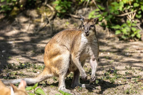 Agile Wallaby Macropus Agilis Znany Również Jako Piaszczysta Ściana Jest — Zdjęcie stockowe