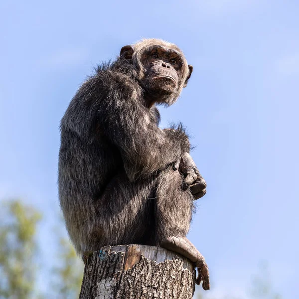Common Chimpanzee Pan Troglodytes Popular Great Ape African Forests Woodlands — Foto de Stock