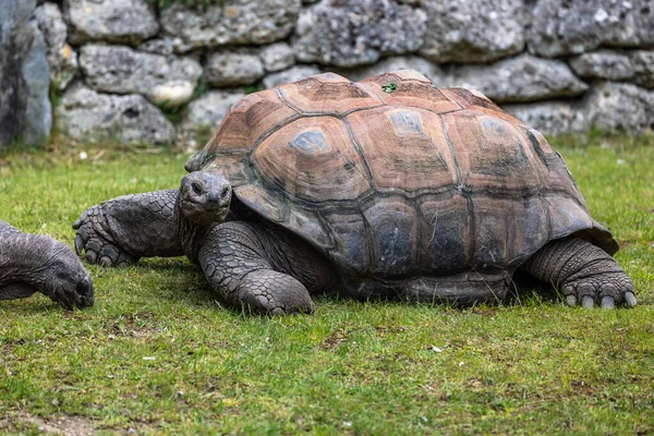 Aldabra Giant Tortoise Curieuse Marine National Park Curieuse Island Seychelles — 스톡 사진