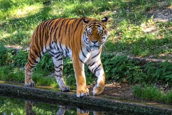 Tigre Siberiano Panthera Tigris Altaica Maior Gato Mundo — Fotografia de Stock