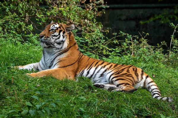 Tigre Siberiano Panthera Tigris Altaica Gato Más Grande Del Mundo — Foto de Stock