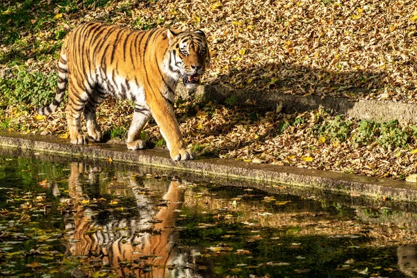 Den Sibiriska Tigern Panthera Tigris Altaica Den Största Katten Världen — Stockfoto