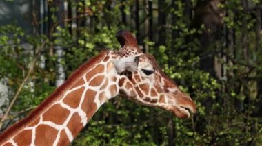 Zürafa, Zürafa camelopardalis, Afrika 'nın tek ayak parmaklı tek parmaklı, yaşayan en uzun boylu, en uzun boylu kara hayvanıdır..