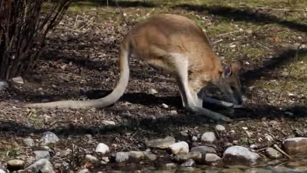 Macropus Agilis También Conocido Como Wallaby Arenoso Una Especie Wallaby — Vídeo de stock