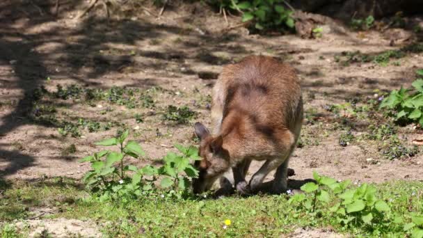 Macropus Agilis También Conocido Como Wallaby Arenoso Una Especie Wallaby — Vídeo de stock