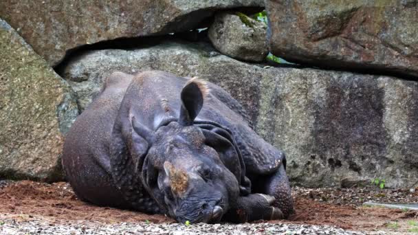 Rinoceronte Indiano Rhinoceros Unicornis Também Chamado Rinoceronte Chifre Grande Rinoceronte — Vídeo de Stock